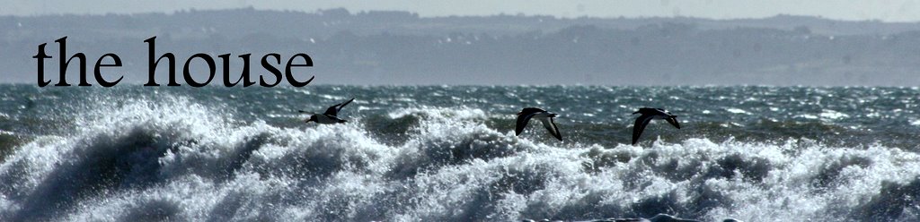 oystercatcher flypast